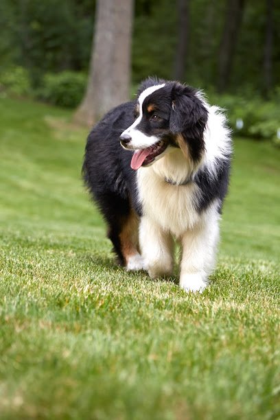 DogWatch of Central Georgia